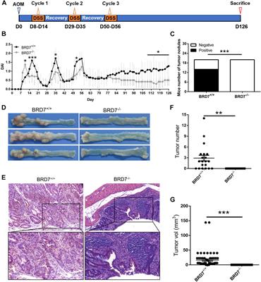 BRD7 Promotes Cell Proliferation and Tumor Growth Through Stabilization of c-Myc in Colorectal Cancer